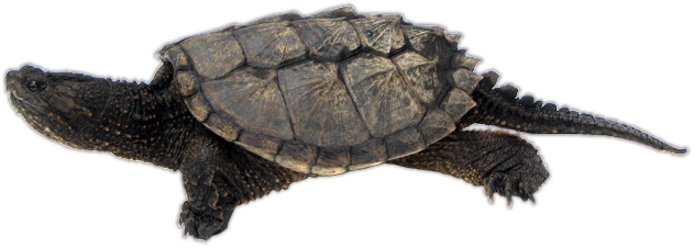 Common Snapping Turtle